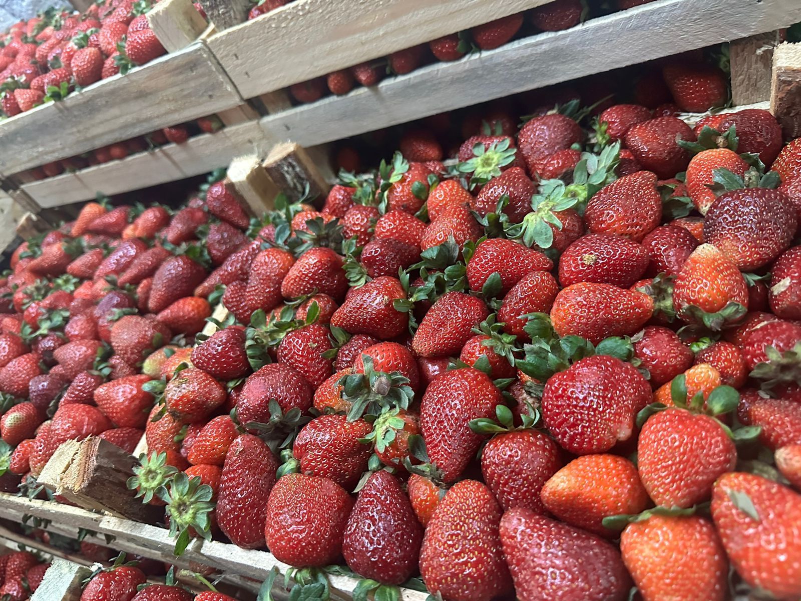 FRESAS DEL BAJIO HERNANDEZ -