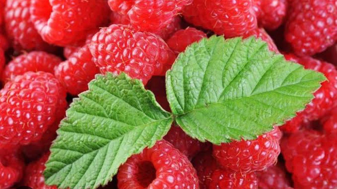 FRESAS DEL BAJIO HERNANDEZ - BLUEBERRIES