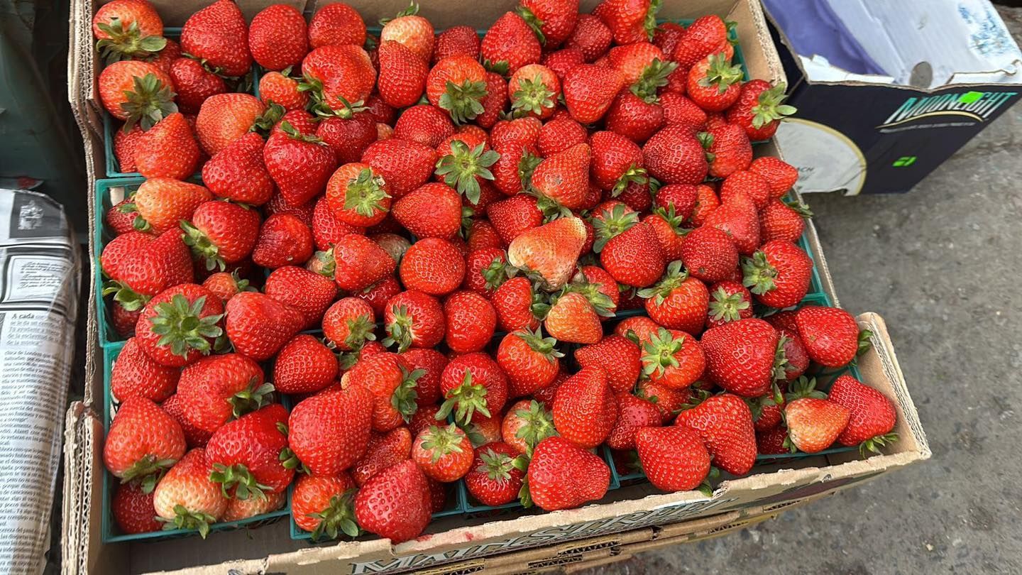 FRESAS DEL BAJIO HERNANDEZ -