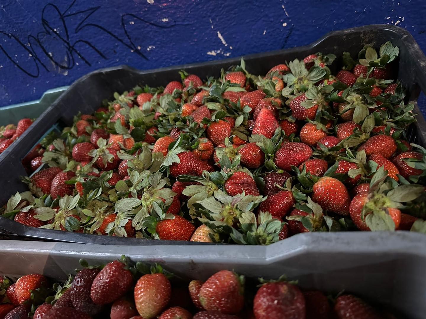 FRESAS DEL BAJIO HERNANDEZ -