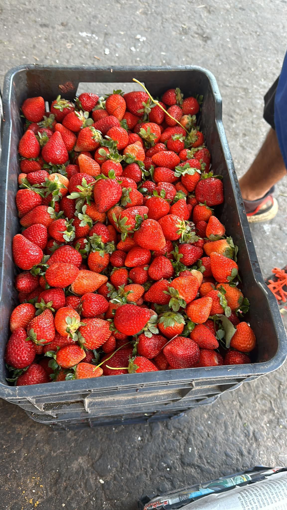 FRESAS DEL BAJIO HERNANDEZ -
