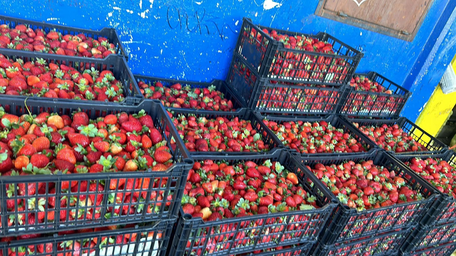 FRESAS DEL BAJIO HERNANDEZ - FRESA DE CALIDAD
