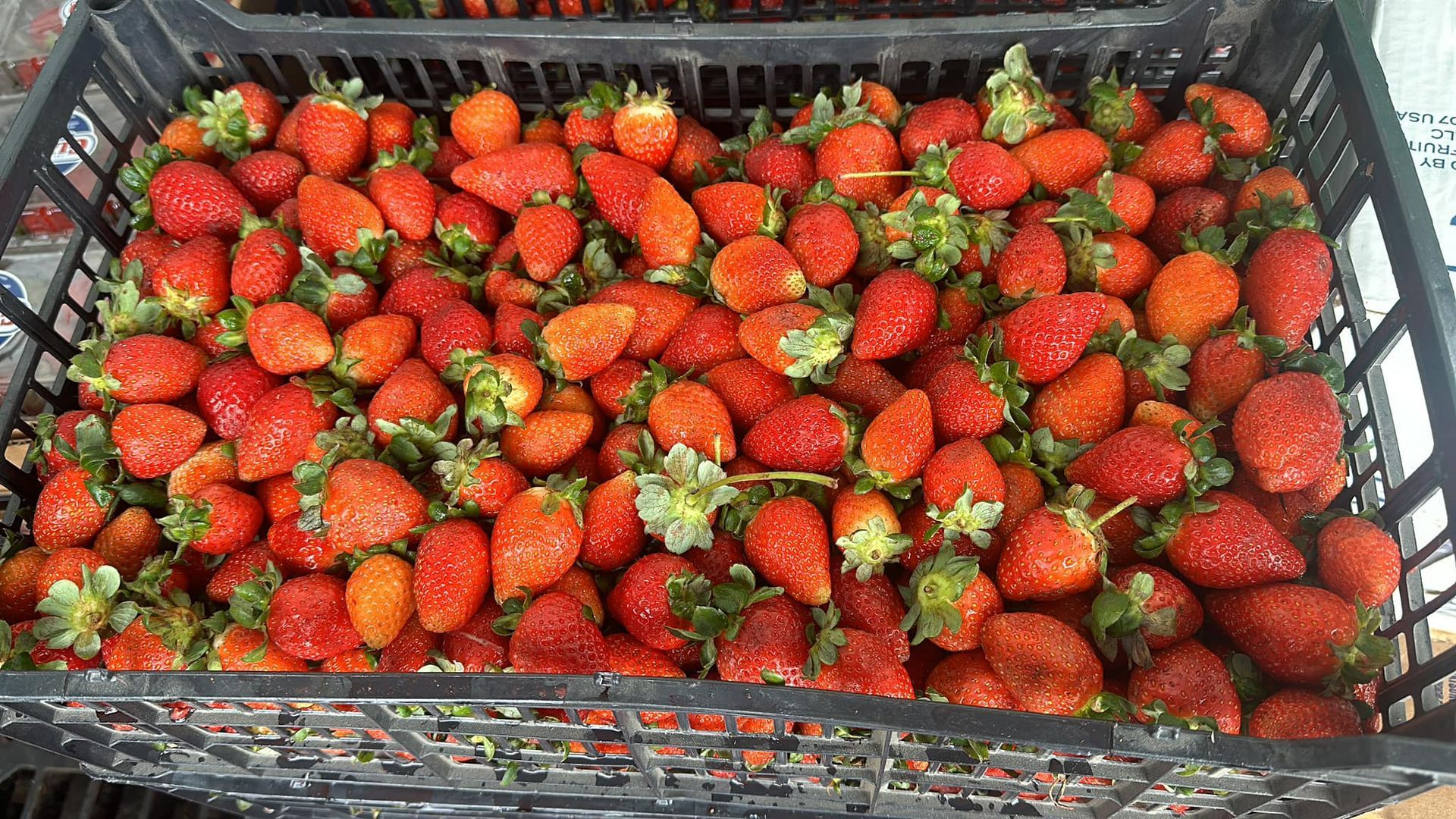 FRESAS DEL BAJIO HERNANDEZ - FRESAS