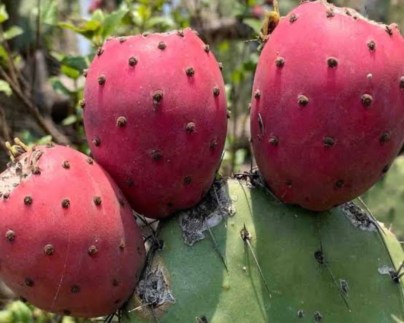 FRESAS DEL BAJIO HERNANDEZ - TUNAS