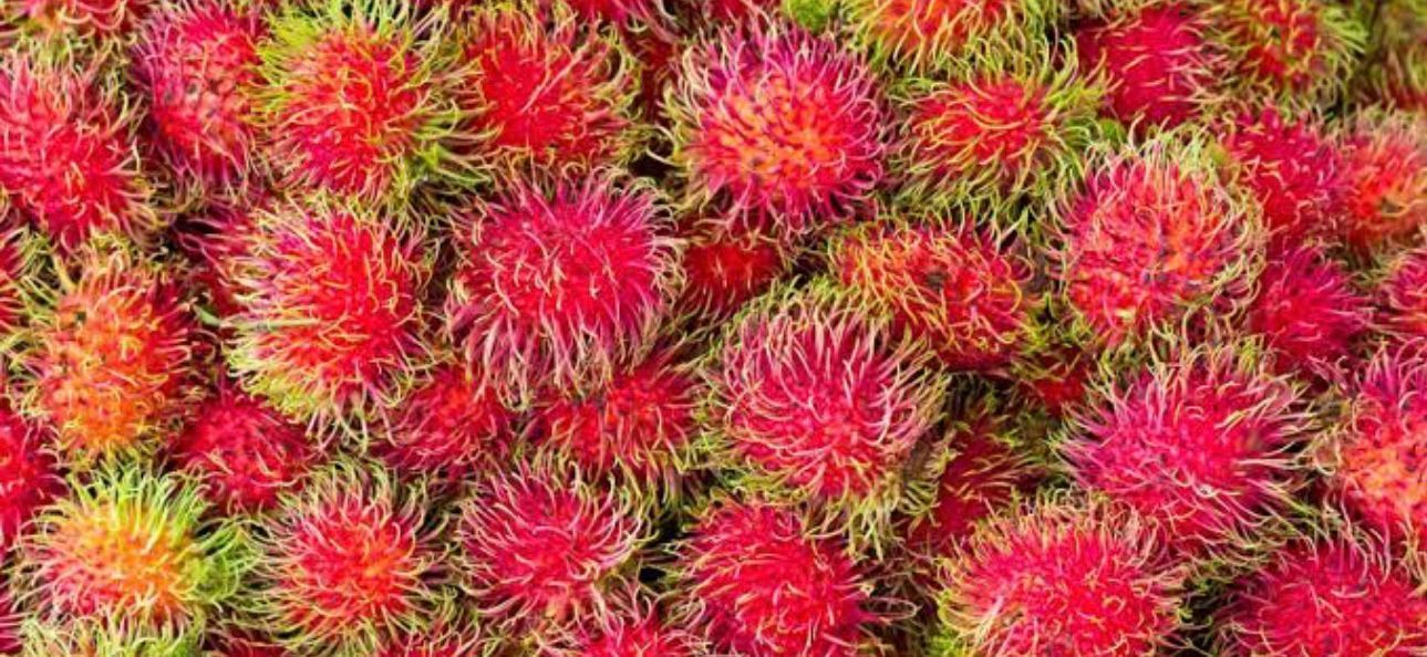 FRESAS DEL BAJIO HERNANDEZ -