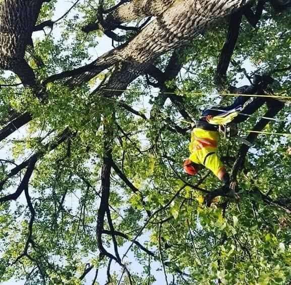 A man is climbing up a tree with a rope.