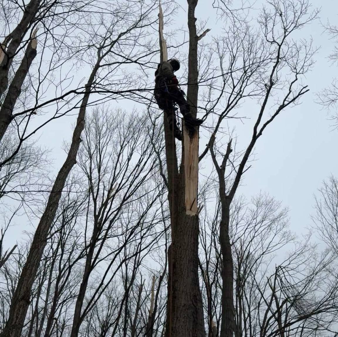 A man is climbing up the side of a tree