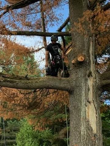 A man is cutting down a tree with a chainsaw.