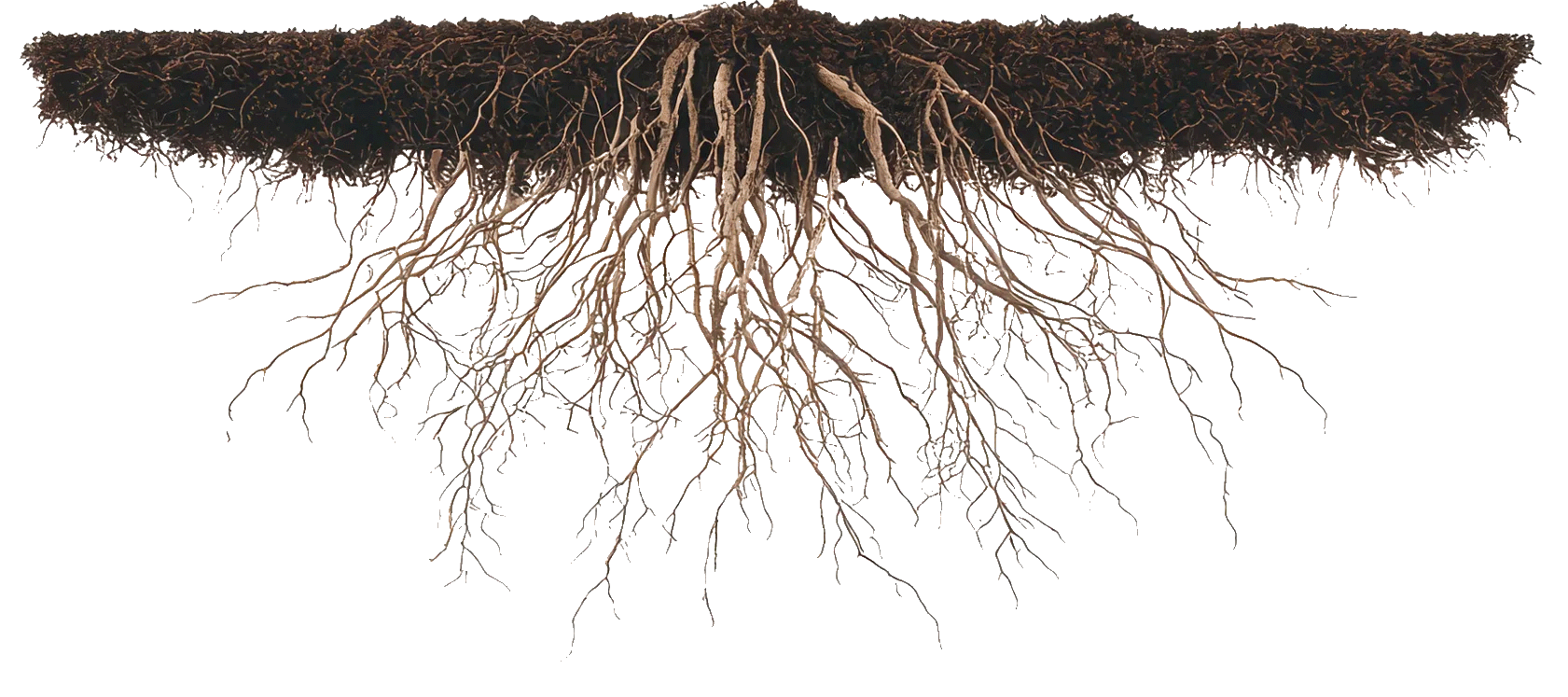 A tree with roots coming out of the ground on a white background.