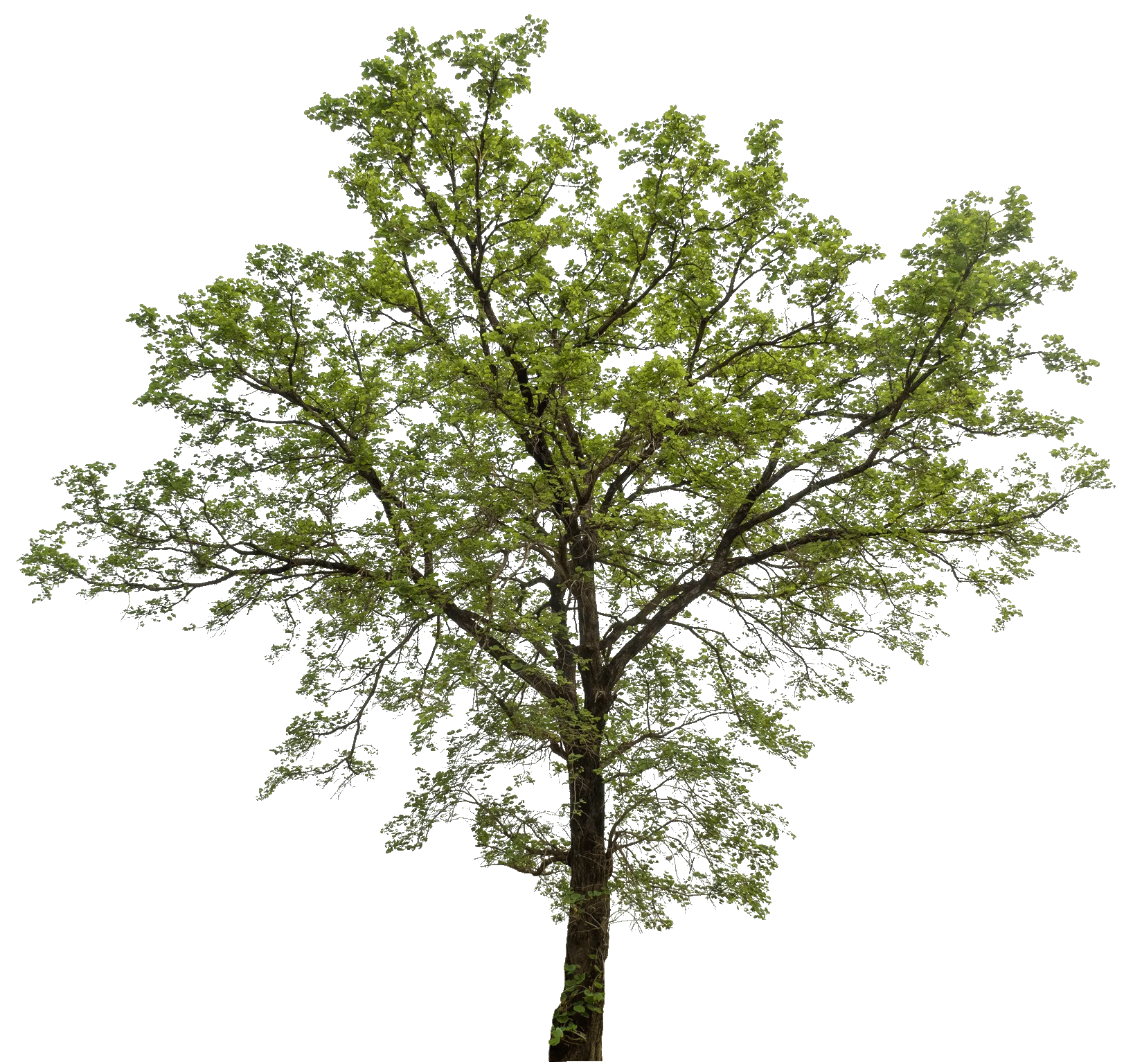 A tree with lots of green leaves on a white background