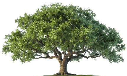 A large tree with lots of green leaves on a white background.