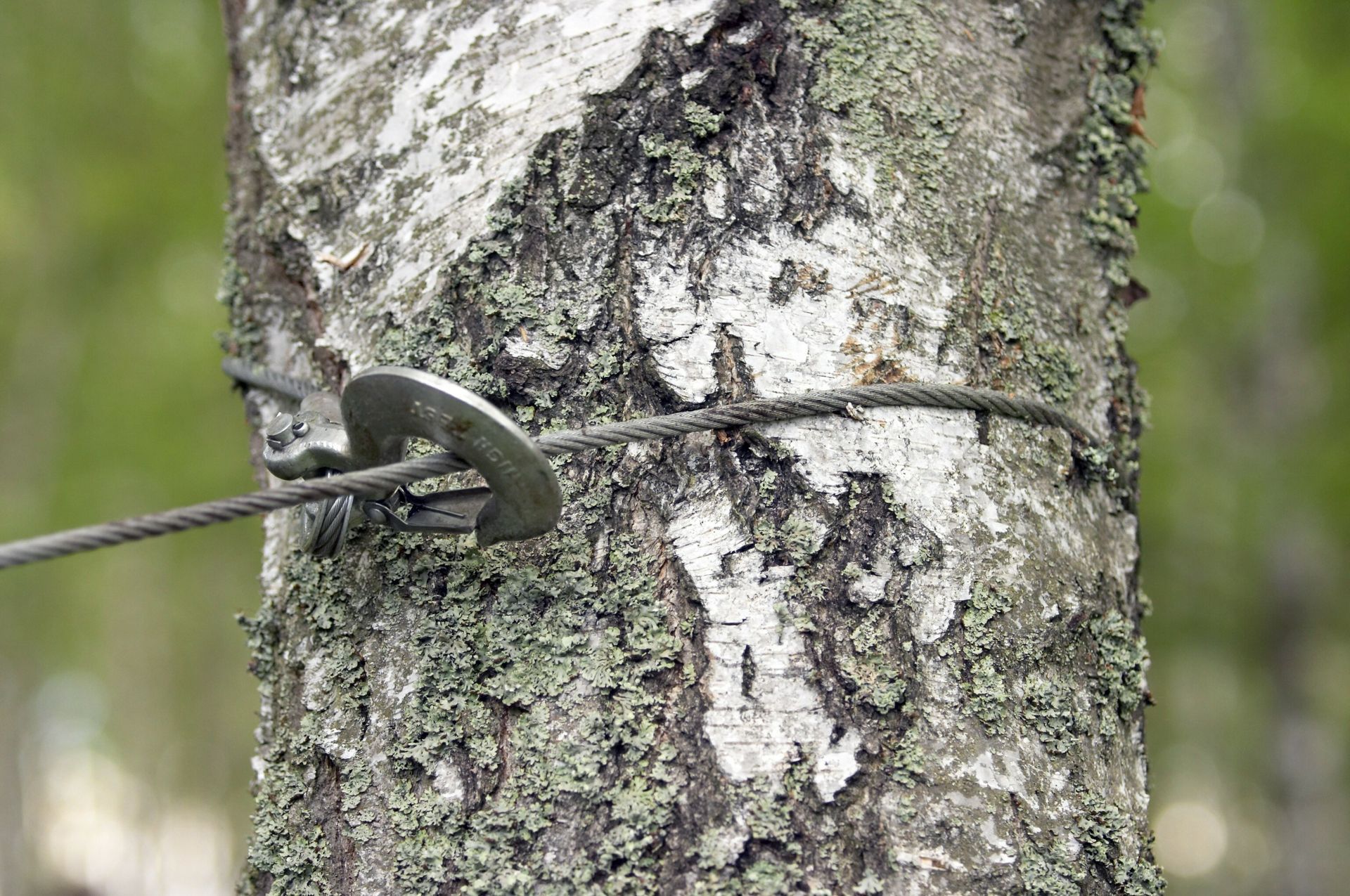 A close up of a tree trunk with a wire attached to it.