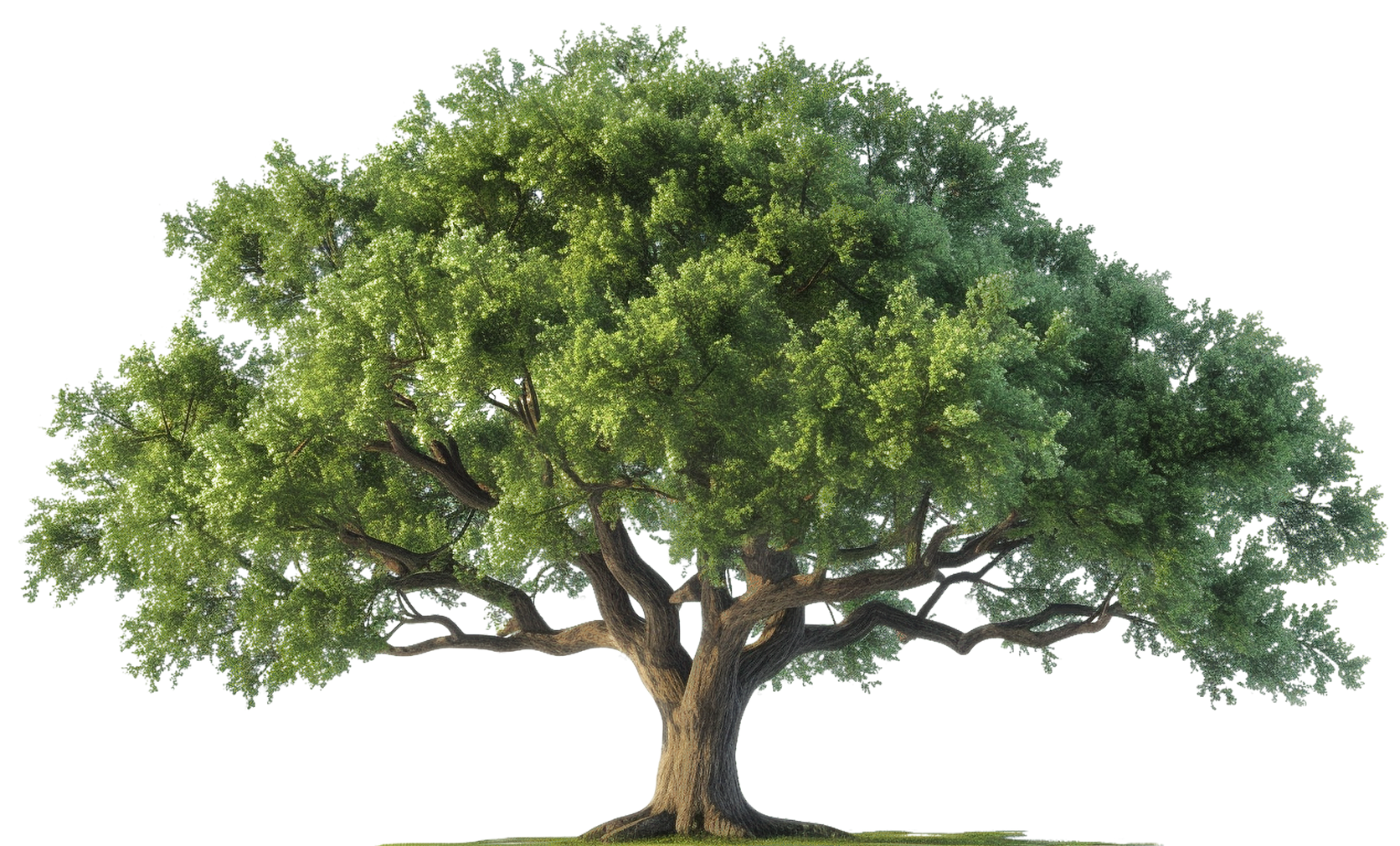 A large tree with lots of green leaves on a white background.
