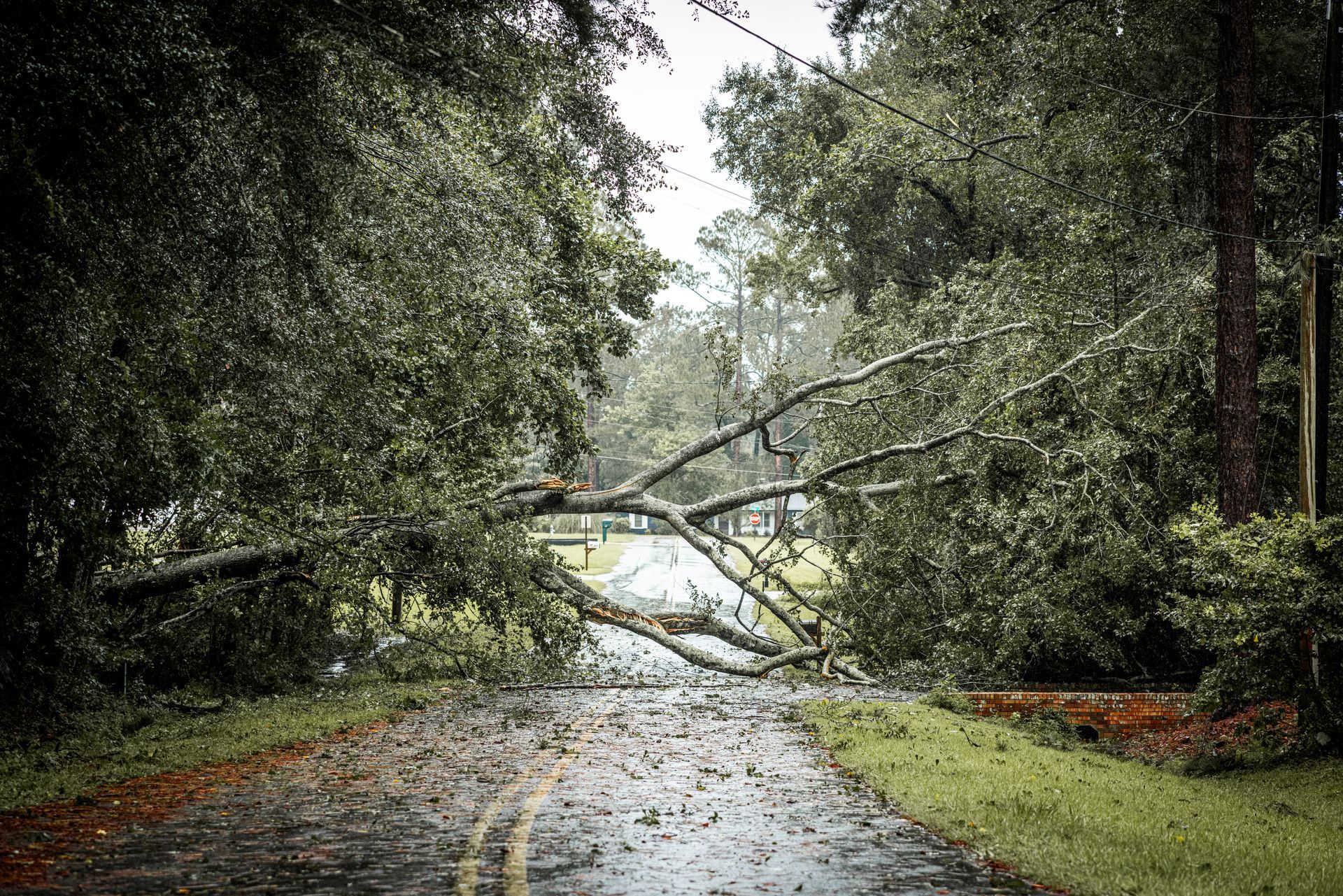A tree has fallen on the side of a road.