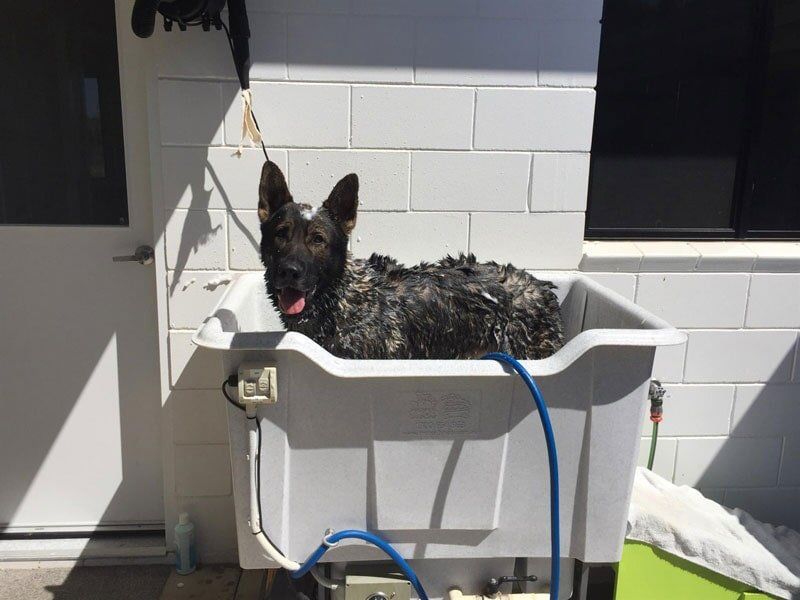 A Dog Taking A Bath — Pet boarding in Calliope, QLD