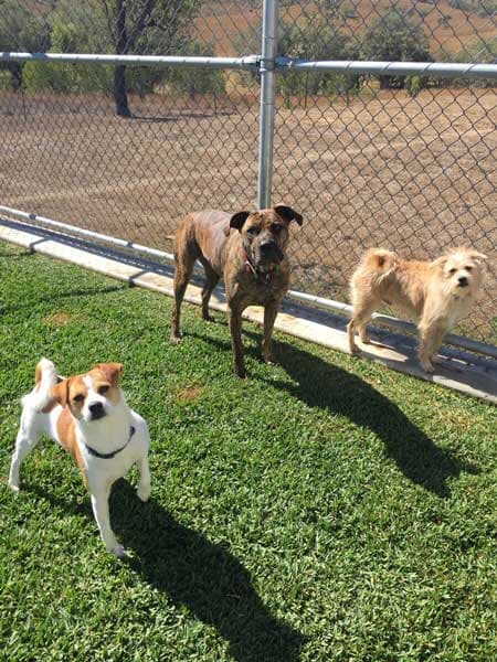 A Group Of Dogs — Pet boarding in Calliope, QLD