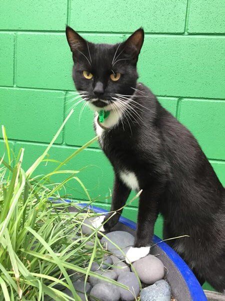 Black Cat — Pet boarding in Calliope, QLD