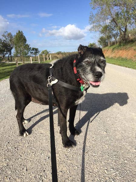 Black Dog — Pet boarding in Calliope, QLD