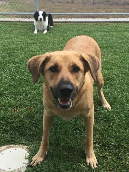 Brown Dog — Pet boarding in Calliope, QLD