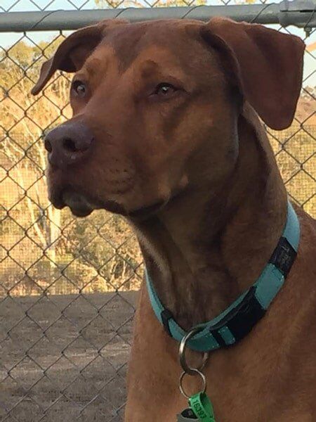 Brown Dog 2 — Pet boarding in Calliope, QLD