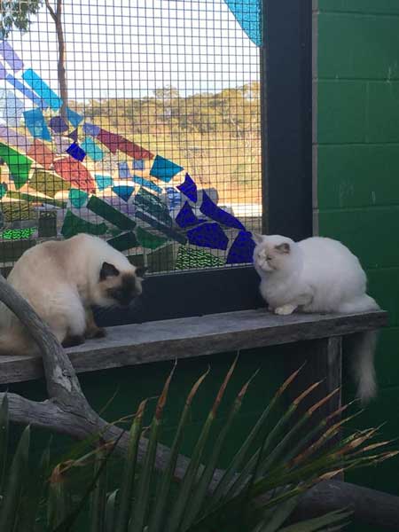 Cat Boarding — Pet boarding in Calliope, QLD