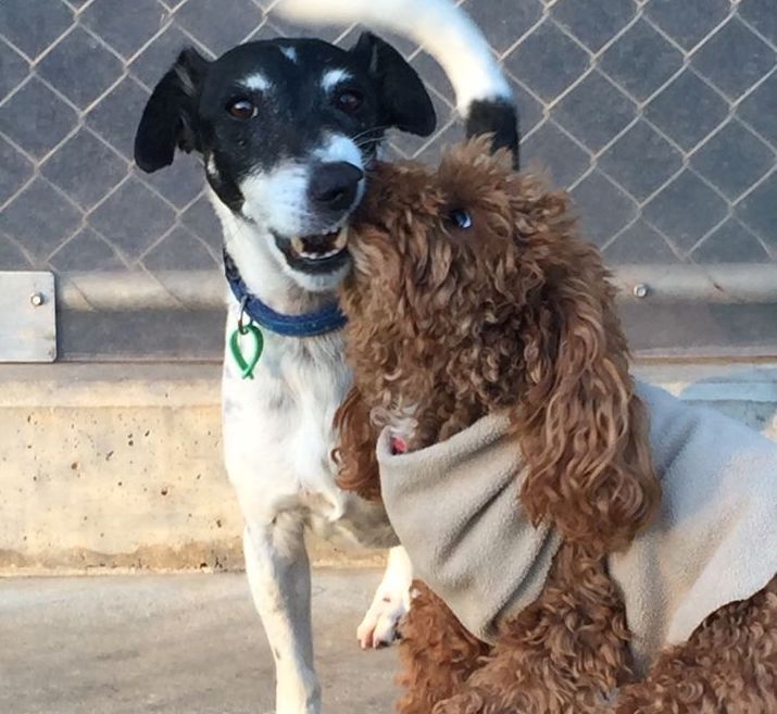 Dogs Bonding — Pet boarding in Calliope, QLD