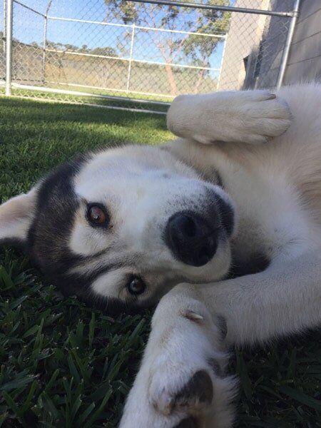 Husky — Pet boarding in Calliope, QLD