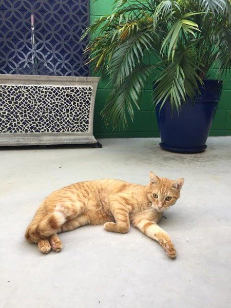 Orange Cat — Pet boarding in Calliope, QLD