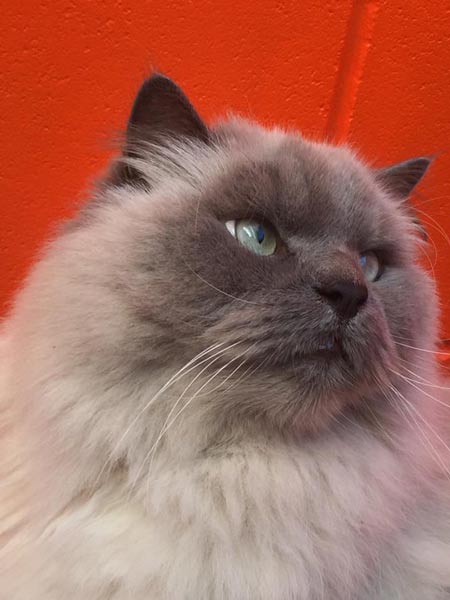 Persian Cat — Pet boarding in Calliope, QLD