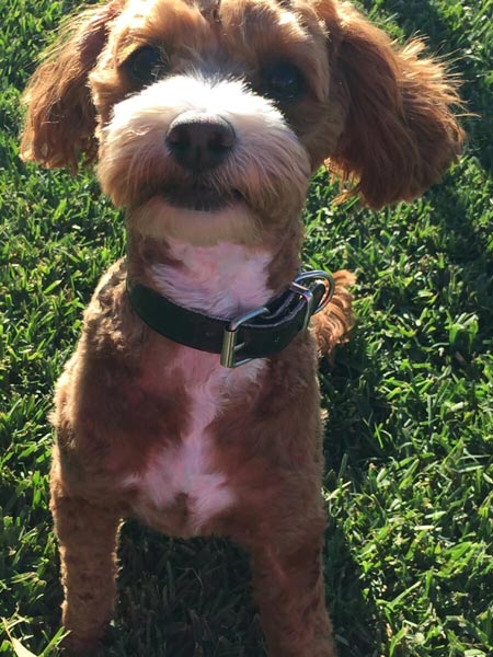 Spaniel — Pet boarding in Calliope, QLD