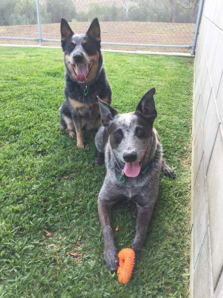 Two Black Dogs — Pet boarding in Calliope, QLD