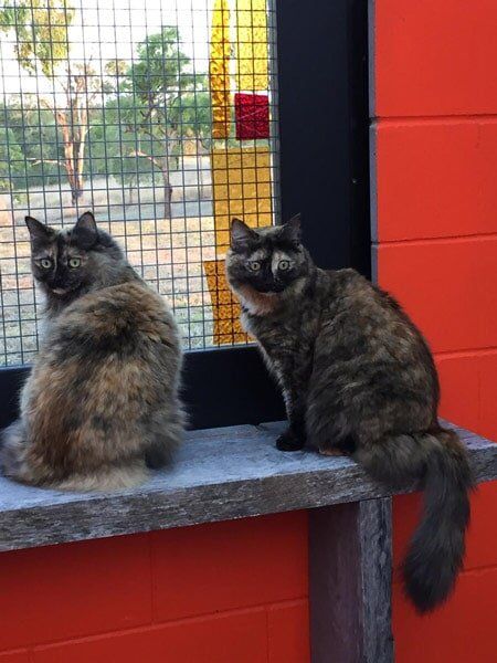 Two Cats — Pet boarding in Calliope, QLD