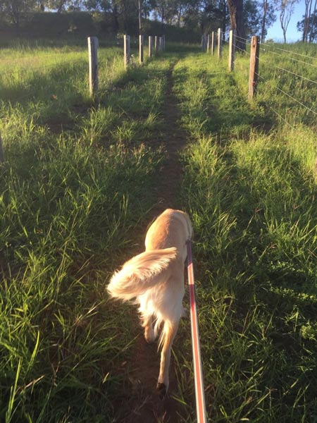 Walking Dog, Silhouette — Pet boarding in Calliope, QLD