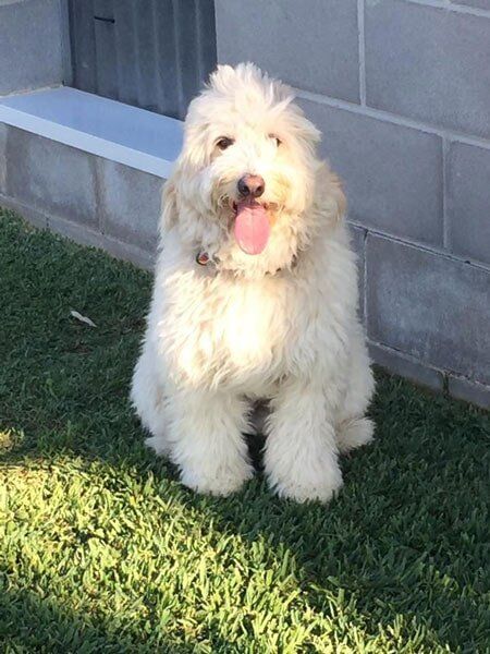 White Dog — Pet boarding in Calliope, QLD