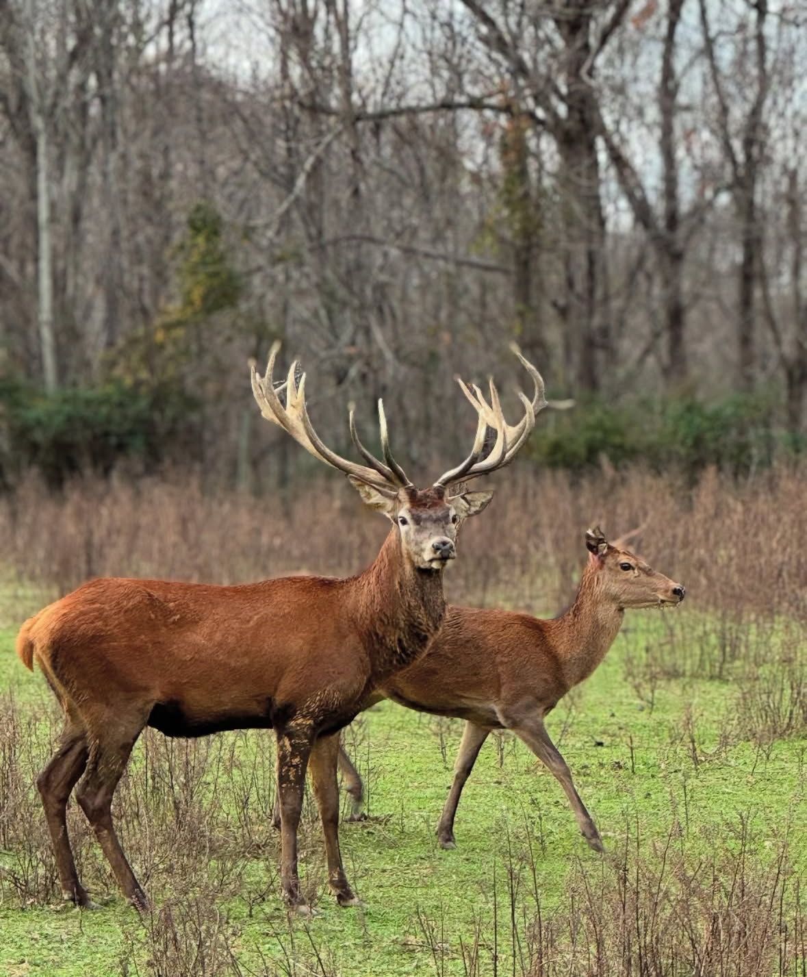 Tennessee Exotic Game