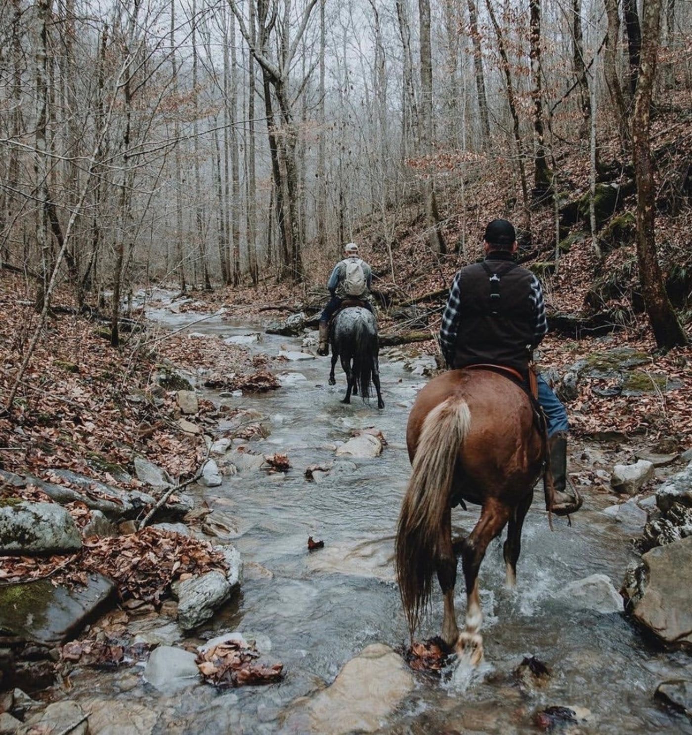 Tennessee Wild Boar Hunts