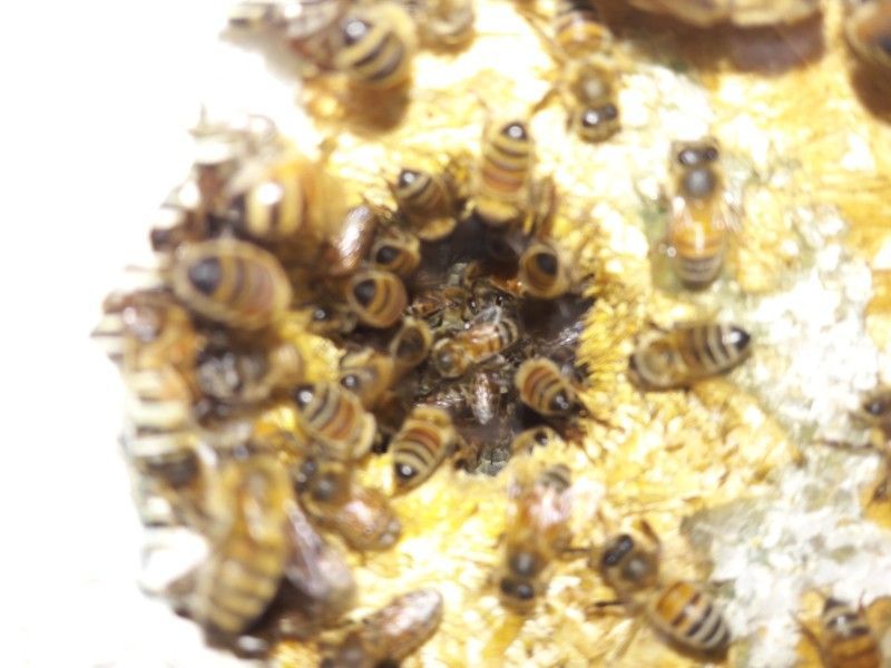 Bees clustered around a dark hole in a yellow, textured surface. Several bees are visible.