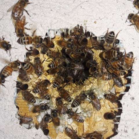 Bees swarming around a hole in a light-colored wooden surface.