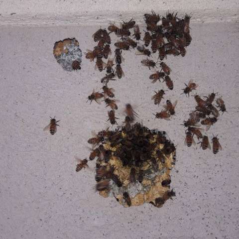 Bees clustered on a light-colored wall, surrounding two honeycomb structures.