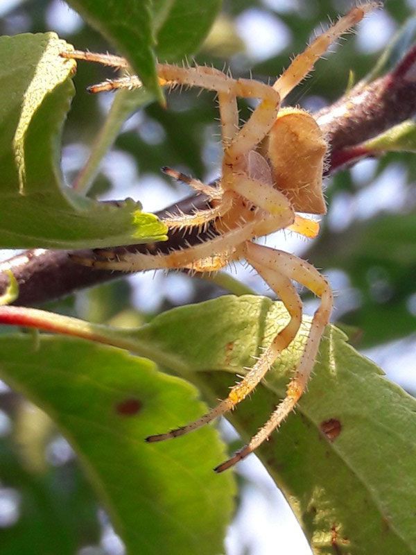 Yellow crab spider on a green leaf, with long legs and a bulbous abdomen.