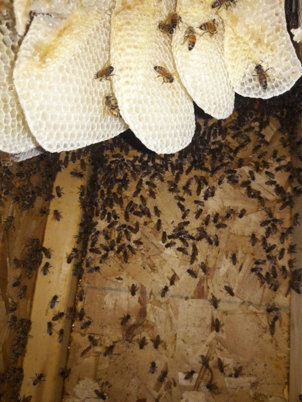 Bees swarm inside a wooden hive; honeycomb is visible above them.