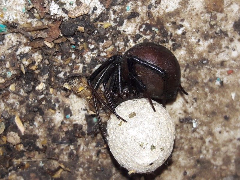 Brown widow spider with a white egg sac on a dirty surface.