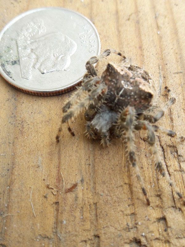 A brown spider with spiky legs next to a silver half-dollar coin on a wooden surface.