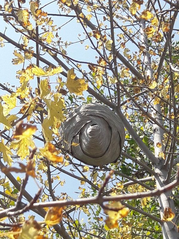Wasp nest nestled in branches with yellow fall leaves, against a blue sky.
