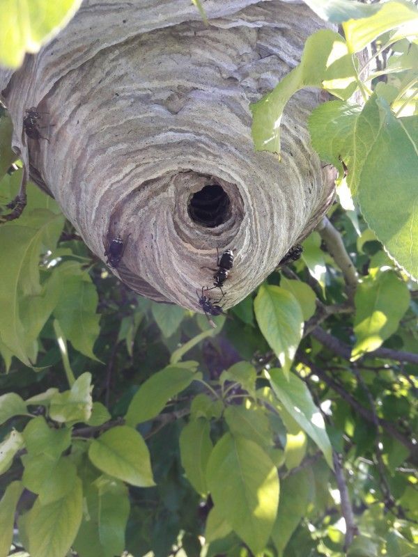 Wasp nest hanging from a tree branch, gray paper-like construction with wasps entering and exiting.