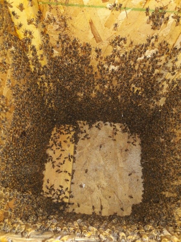 Bees swarming inside a wooden box; some are on a light-colored square in the center.