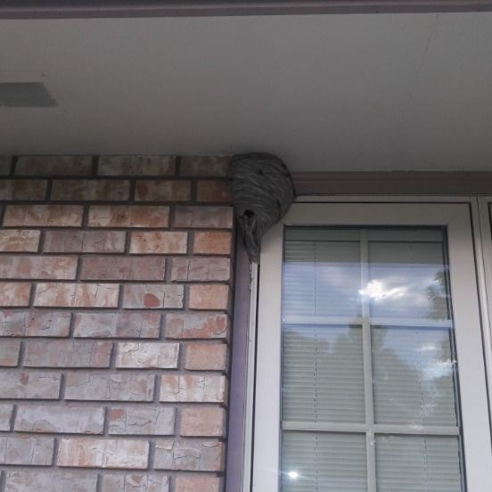 A wasp nest attached to a building's brick wall and window frame.
