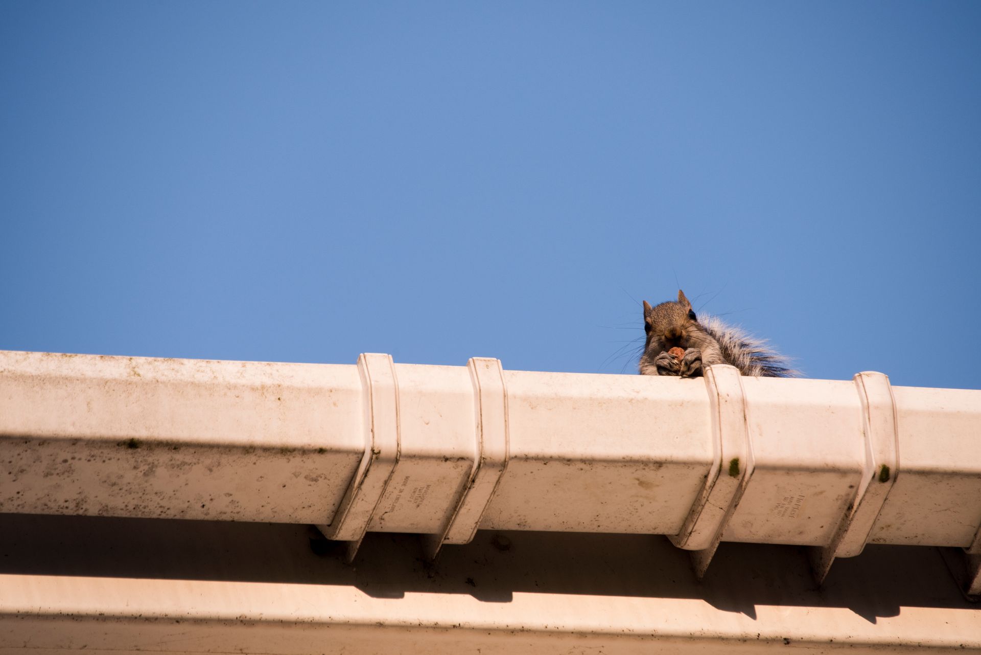 Squirrel on a white gutter against a clear blue sky.