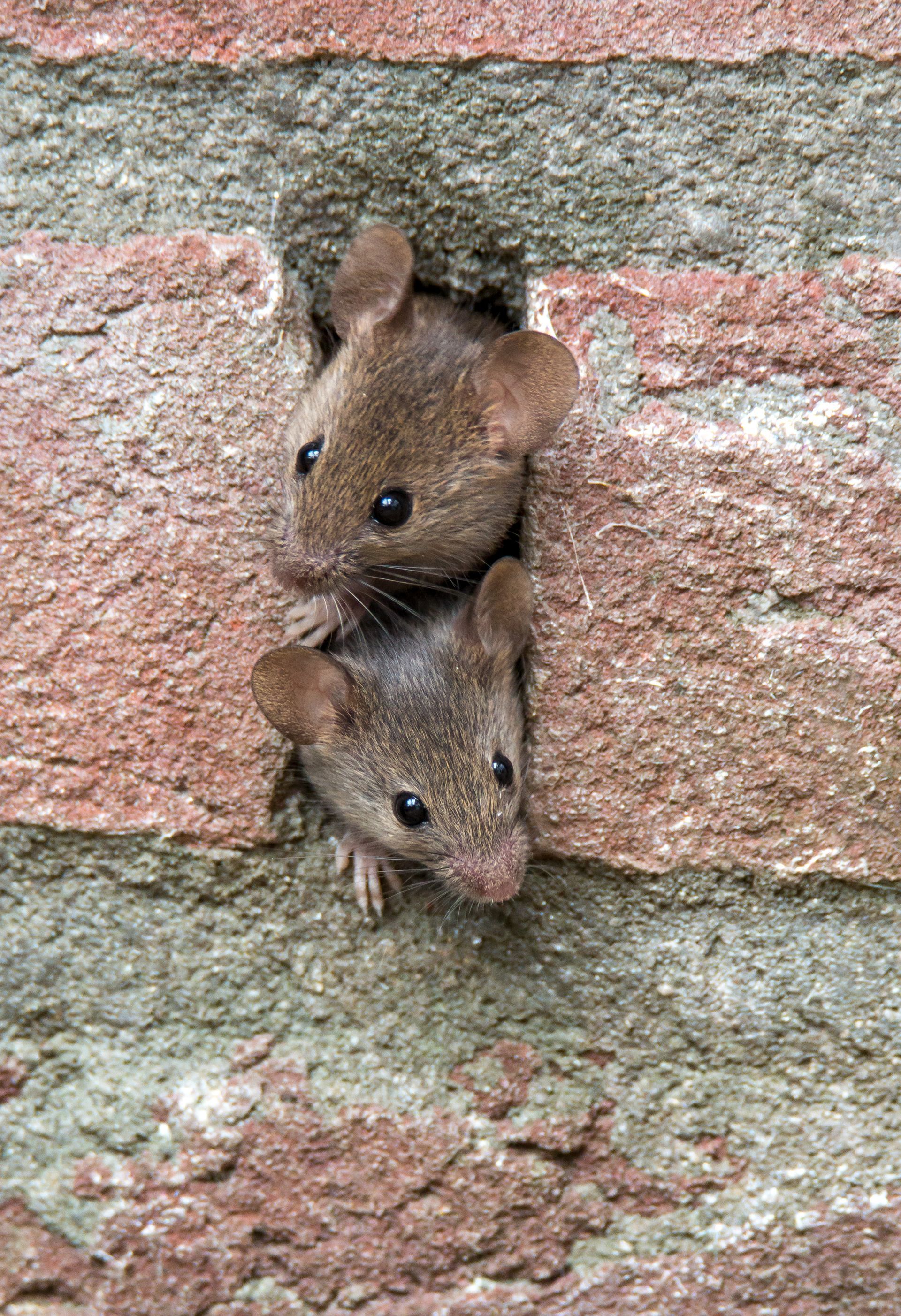 Two brown mice peering out of a hole in a brick wall.