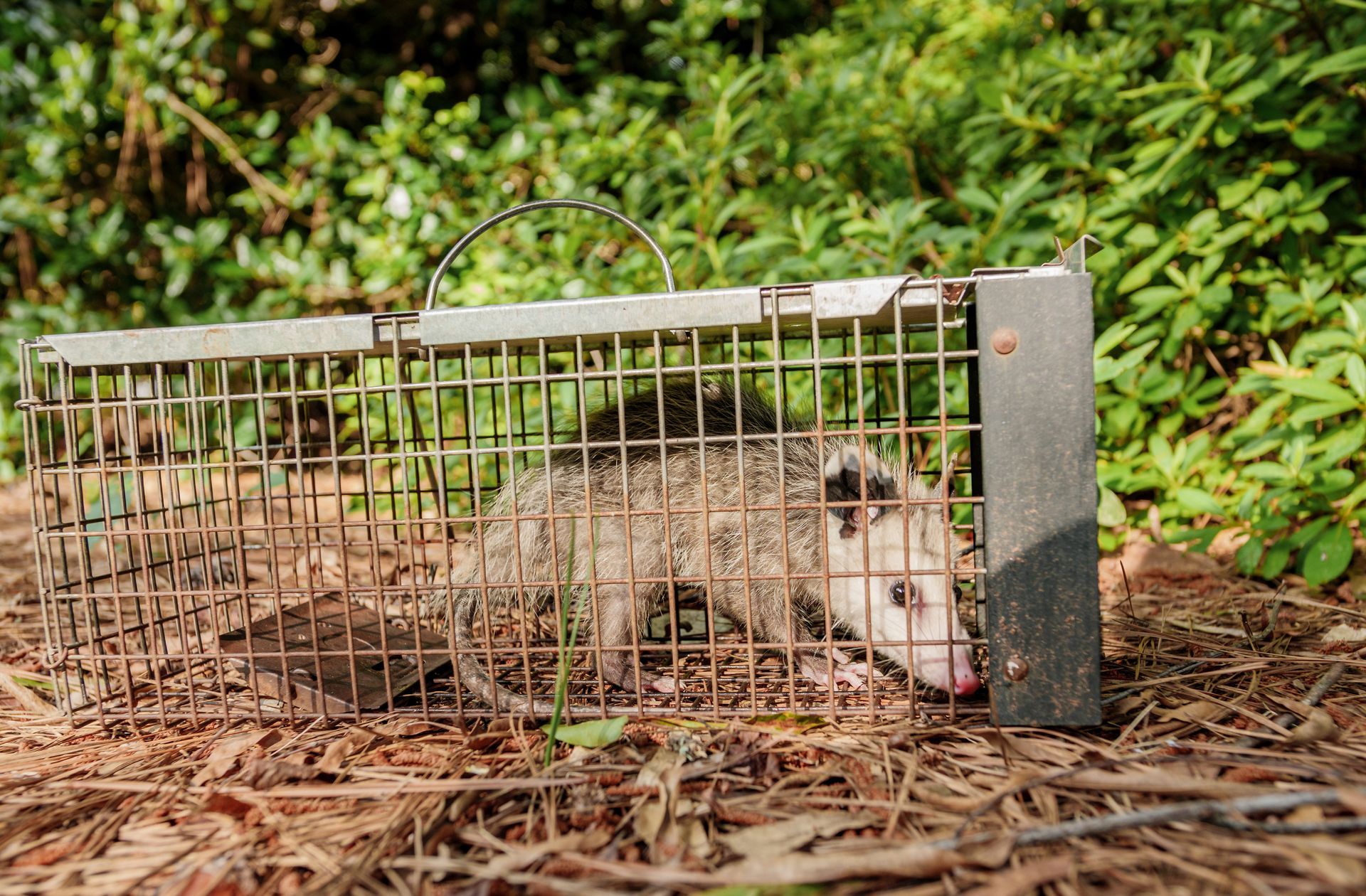 Opossum trapped inside a metal cage in a wooded area.